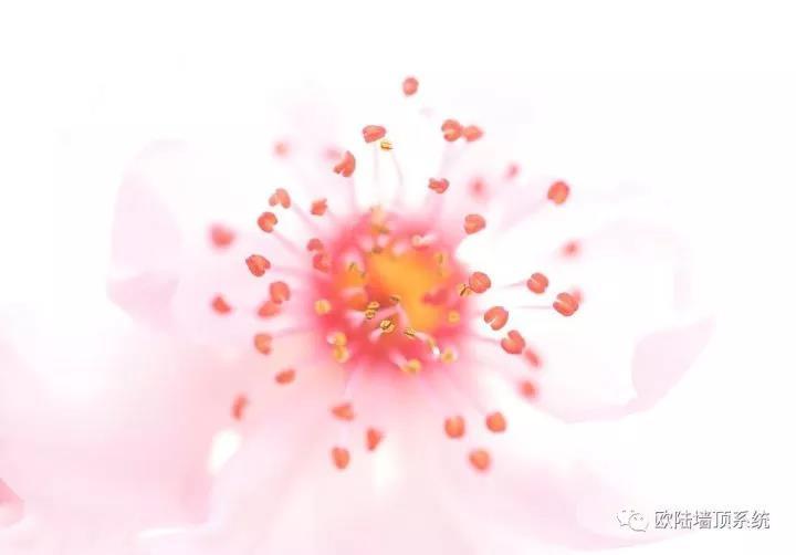 新品：它是花丛中的一抹精灵